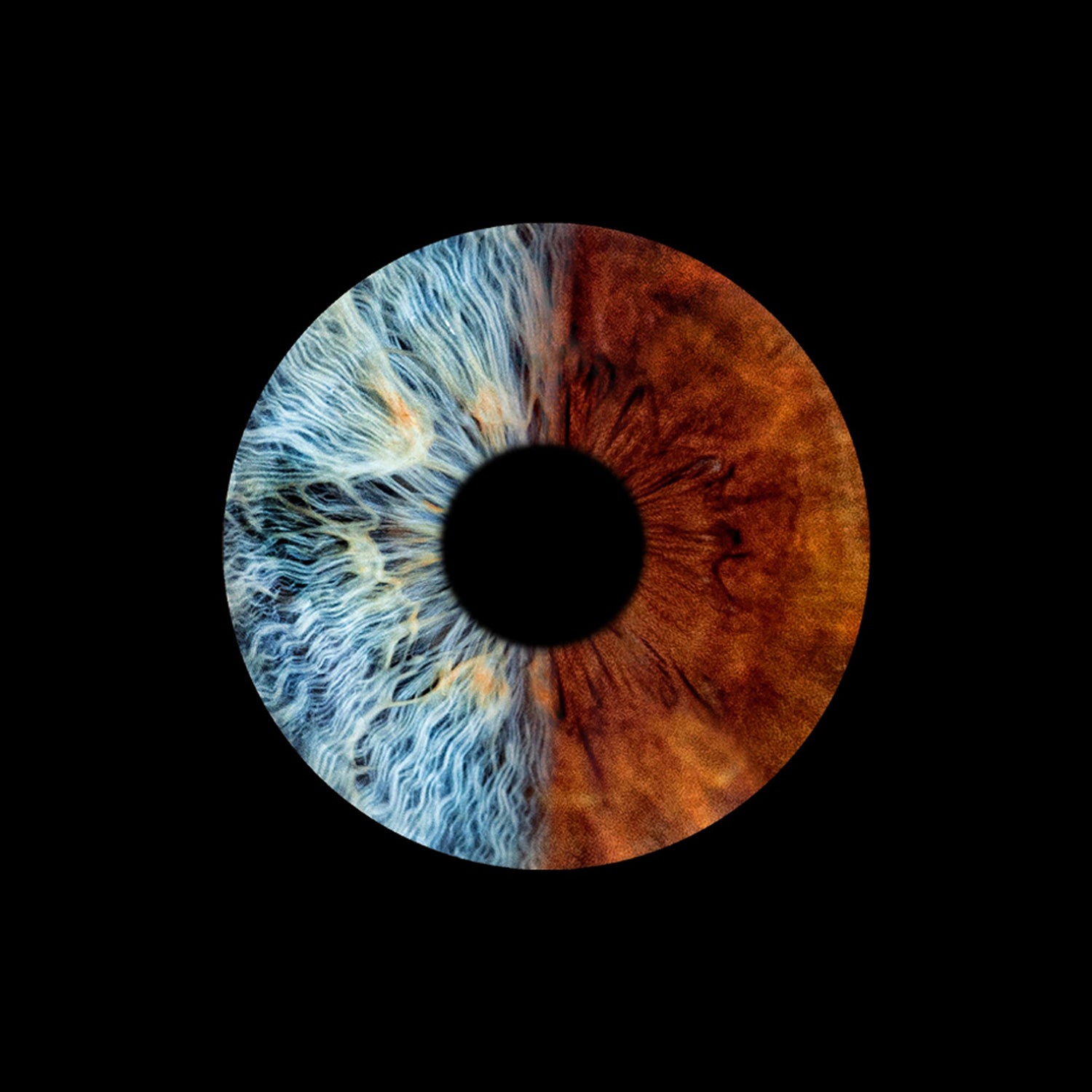 Eyecon - Iris Signature | TWO