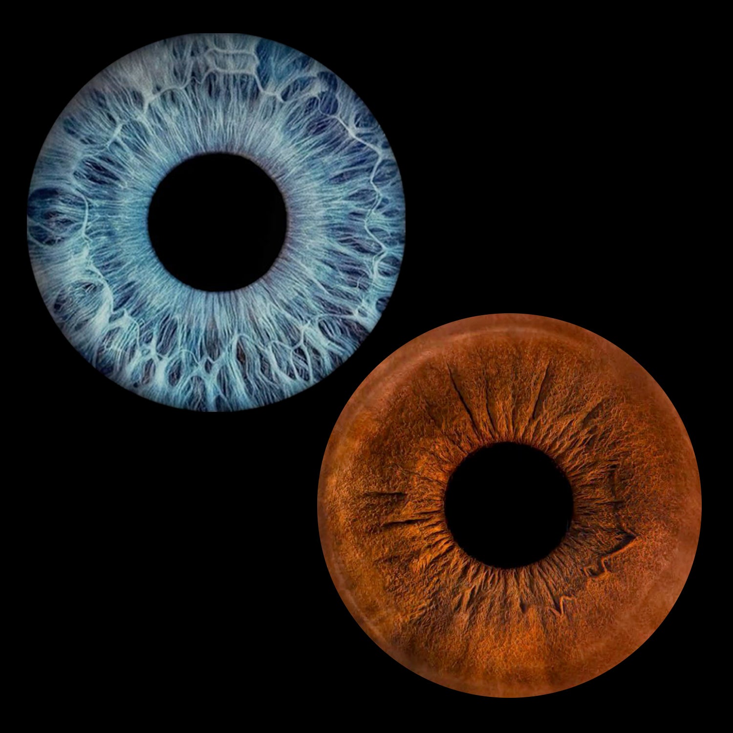 Eyecon - Iris Signature | TWO