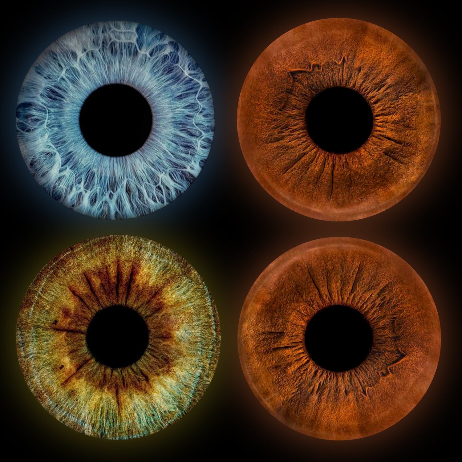 Eyecon - Iris Signature | FOUR