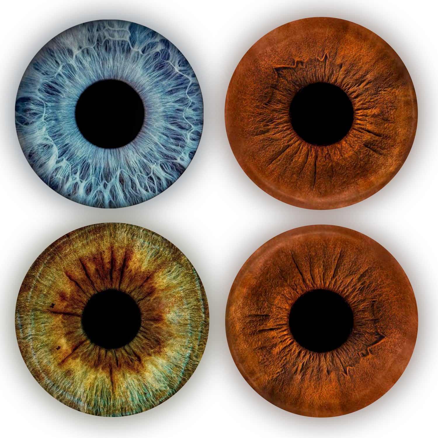 Eyecon - Iris Signature | FOUR