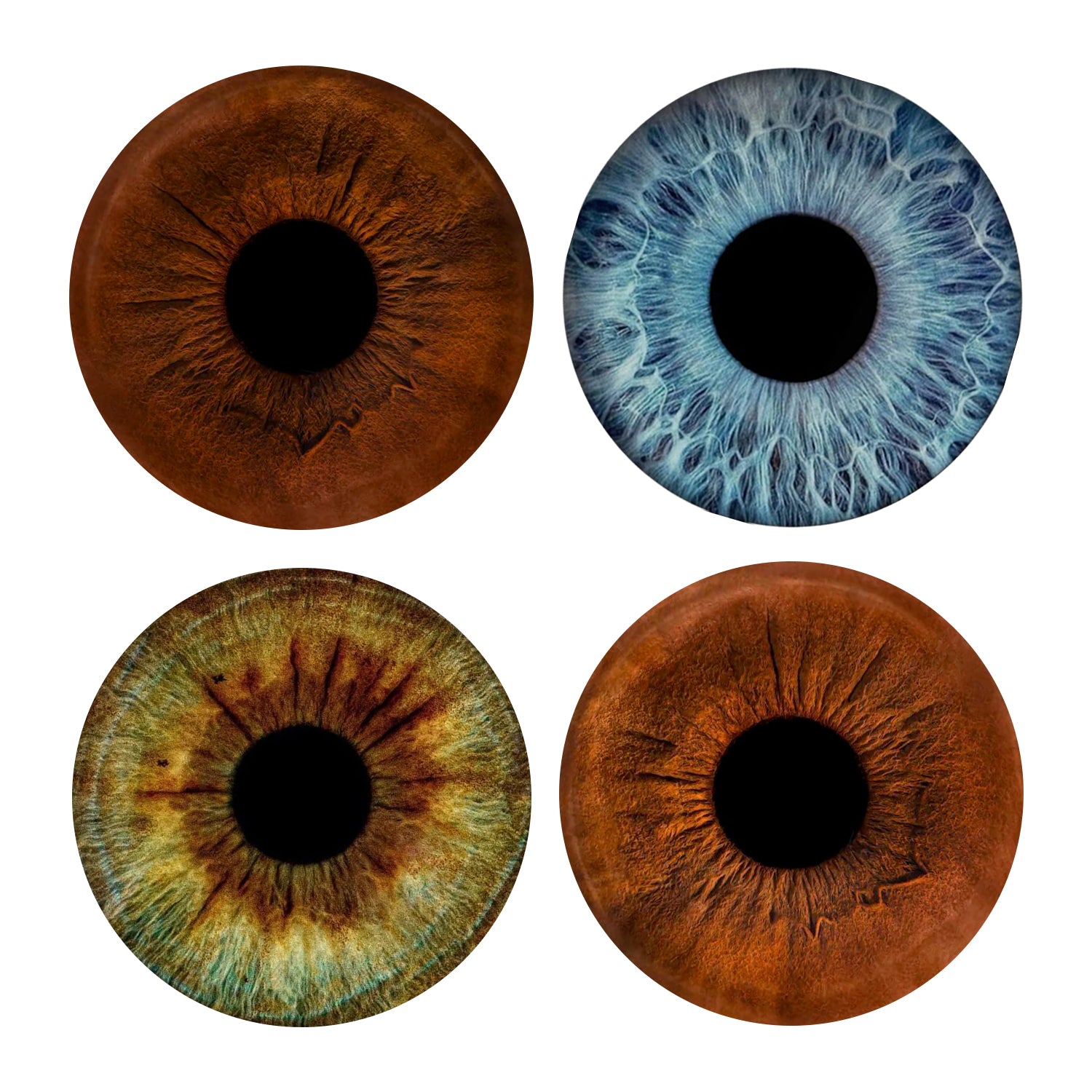 Eyecon - Iris Signature | FOUR