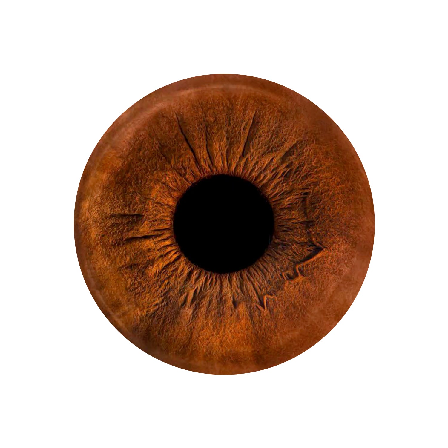 Eyecon - Iris Signature | ONE