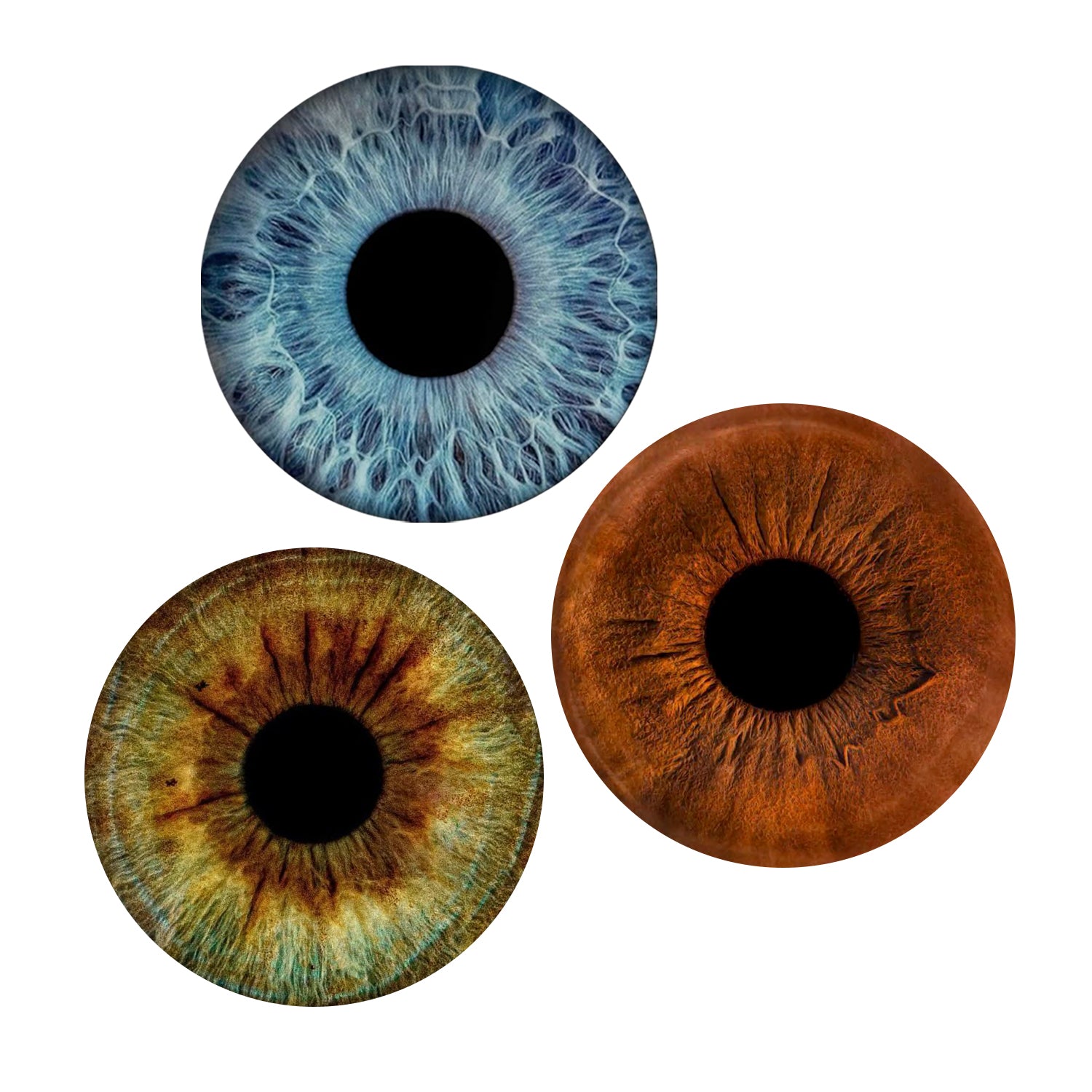 Eyecon - Iris Signature | THREE